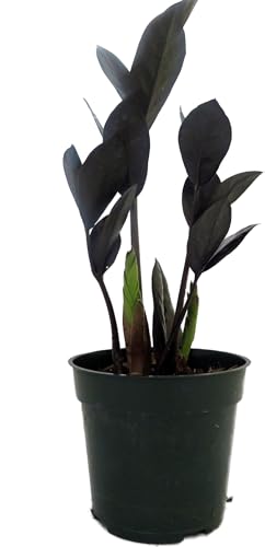 Rare Black Raven ZZ Plant - Zamioculcas zamiifolia - 4' Pot -...