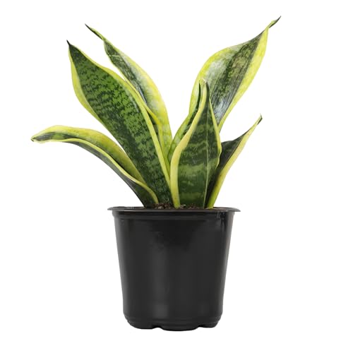 Live Snake Plant, Sansevieria trifasciata Superba, Fully Rooted Indoor...