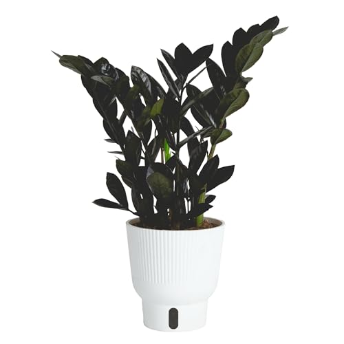Costa Farms Raven ZZ Plant, Easy Care Indoor Houseplant, Ships in...