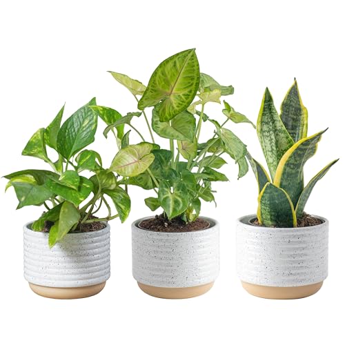 Costa Farms Live Plants (3 Pack), Easy to Grow Real Indoor...