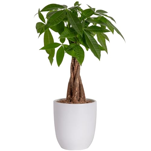 Costa Farms Money Tree, Easy Care Indoor Plant, Live Houseplant in...