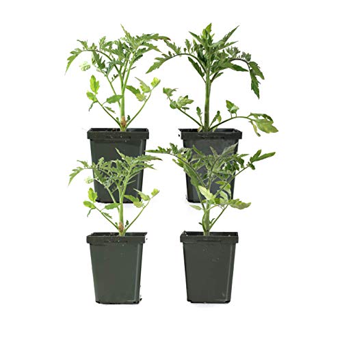 Plants by Post - Live, Easy to Grow, Early Girl Tomato, 4-inch...