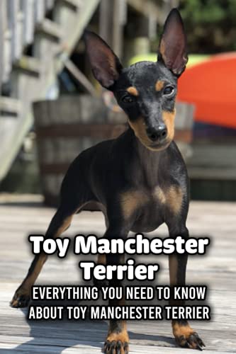 Toy Manchester Terrier: Everything You Need to Know About Toy...