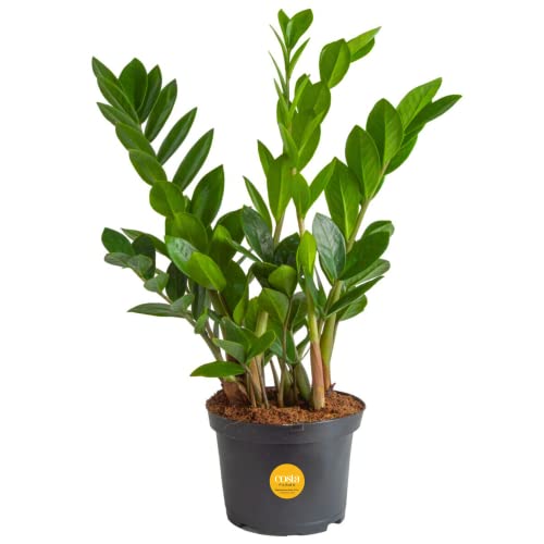 Costa Farms ZZ Live Indoor Tabletop Plant in 6-Inch Grower Pot