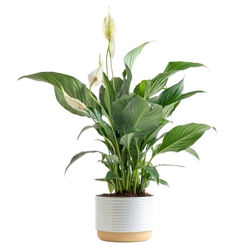 Costa Farms Peace Lily, Live Indoor Plant with Flowers, Easy to Grow...