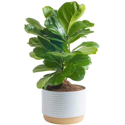 Costa Farms Little Fiddle Leaf Fig, Live Indoor Ficus Lyrata Plant in...