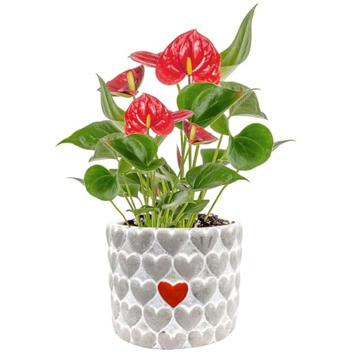 Costa Farms Anthurium Live Plant, Indoor Houseplant with Blooming...