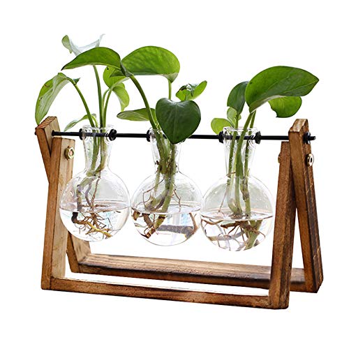 XXXFLOWER Plant Terrarium with Wooden Stand, Air Planter Bulb Glass...