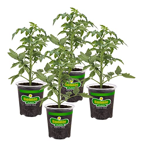 Bonnie Plants Better Boy Tomato: 4 Pack Live Vegetable Plants, Disease...