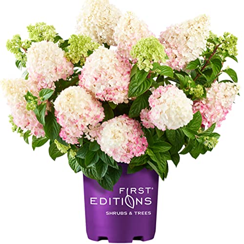 Blooming & Beautiful - Vanilla Strawberry Hydrangea - 3 Gal - First...