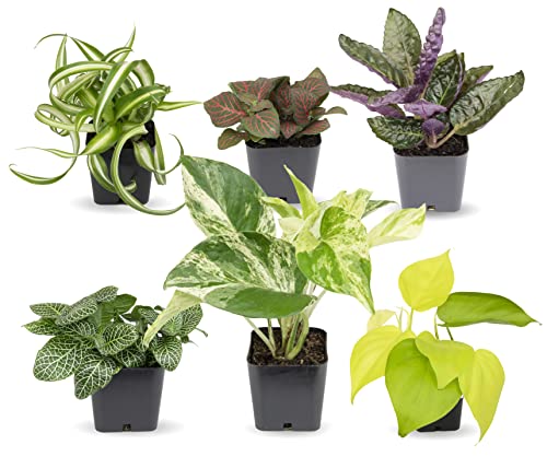 Easy to Grow Houseplants (Pack of 6), Live House Plants in Containers,...