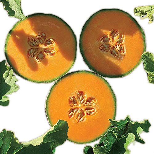 Park Seed Lilliput Hybrid Cantaloupe Seeds, Small and Fast-Growing,...