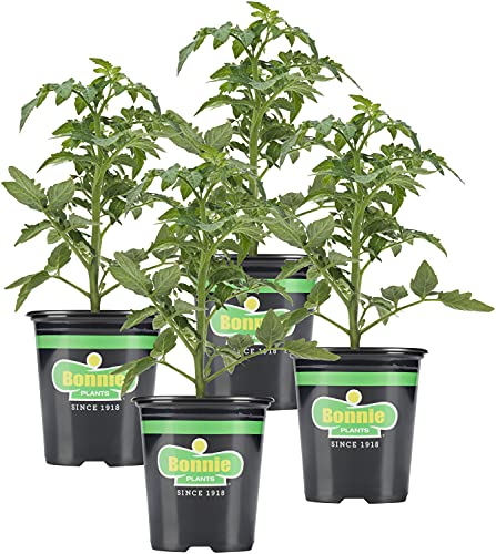 Bonnie Plants Tomato Sampler (4-Pack), Live Plants, Four Ideal Starter...