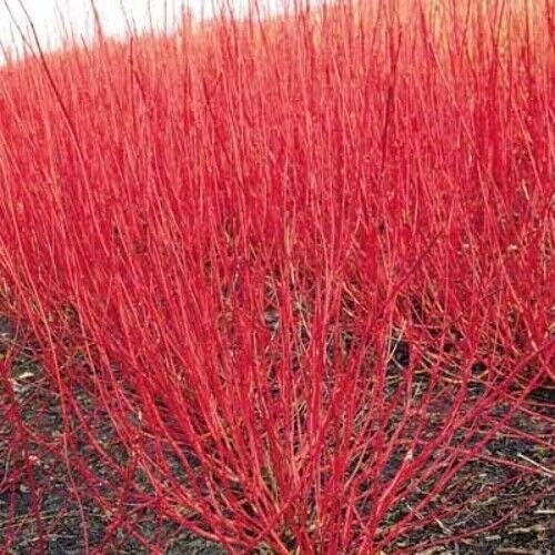 Red Twig Dogwood Shrub/Bush - (Red Osier) - 6-12' Tall - Quart Pot -...