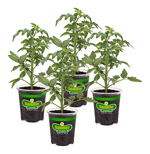 Bonnie Plants Better Bush Tomato, 19.3 oz., 4-Pack, Live Plants