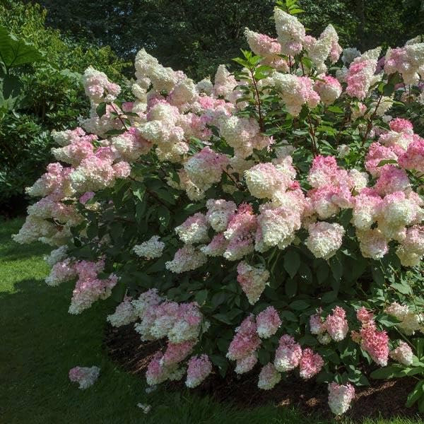 Brighter Blooms - Vanilla Strawberry Hydrangea Shrub, 2 Gal. - No...