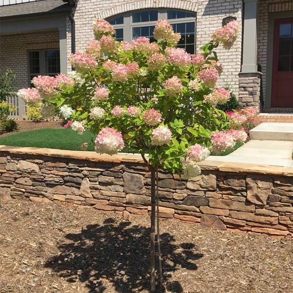 Brighter Blooms - Vanilla Strawberry Hydrangea Tree, 4-5 ft. - No...