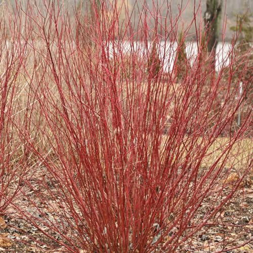 ARCTIC FIRE® Red Dogwood - Red Twig - Proven Winners - 4' Pot