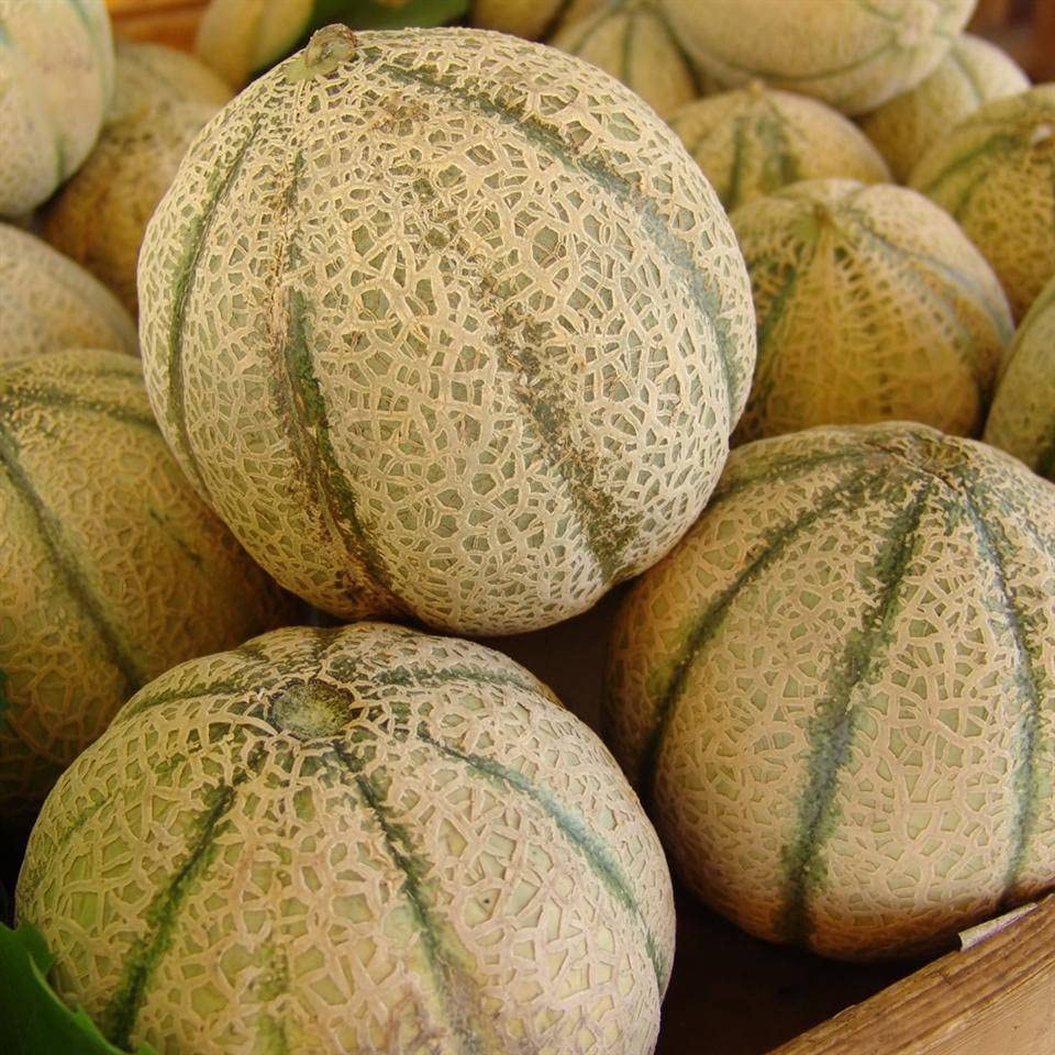 30 Honey Rock Cantaloupe Seeds for Planting Heirloom Non GMO 1+ Gram...