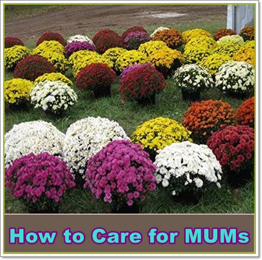 How to Care for MUMs