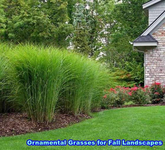 Ornamental Grasses