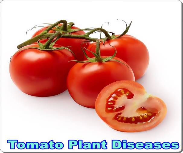 Tomato Plant Diseases