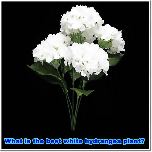 What is the best white hydrangea plant