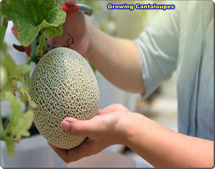 Growing Organic Muskmelons And Cantaloupes