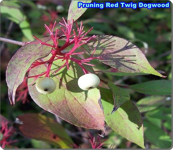 Pruning Red Twig Dogwood