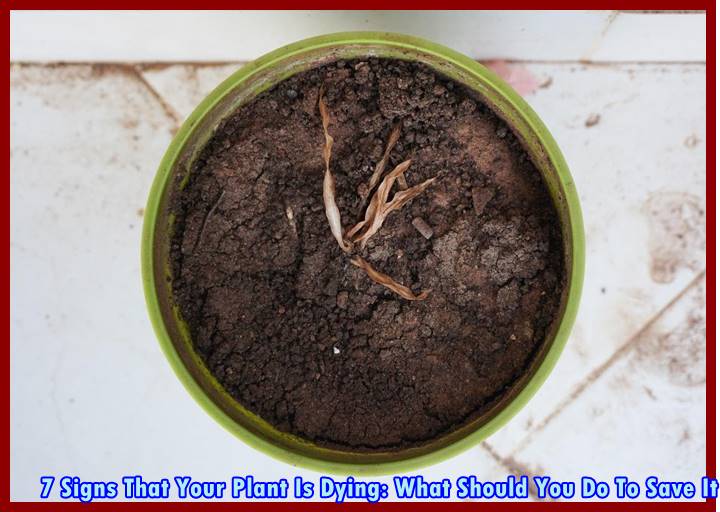 7 Signs That Your Plant Is Dying: What Should You Do To Save It