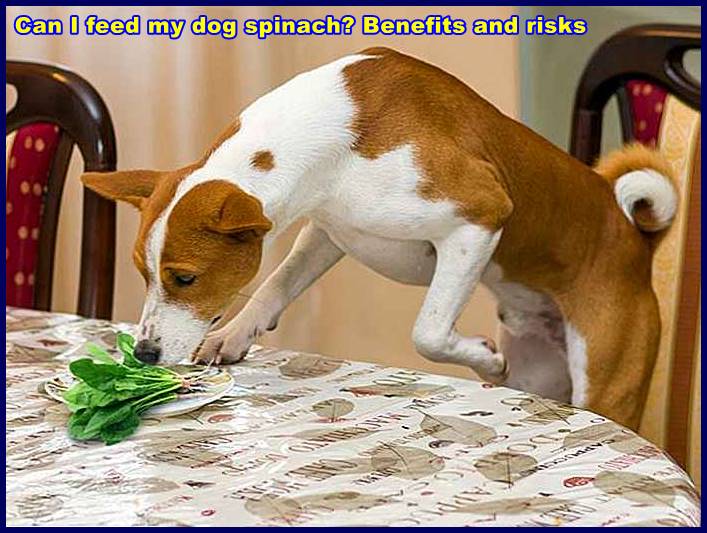 Can I feed my dog spinach? Benefits and risks