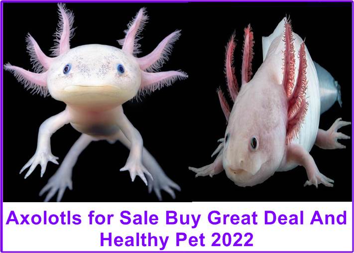 Axolotls for Sale