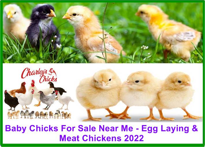 Chicks For Sale Near Me