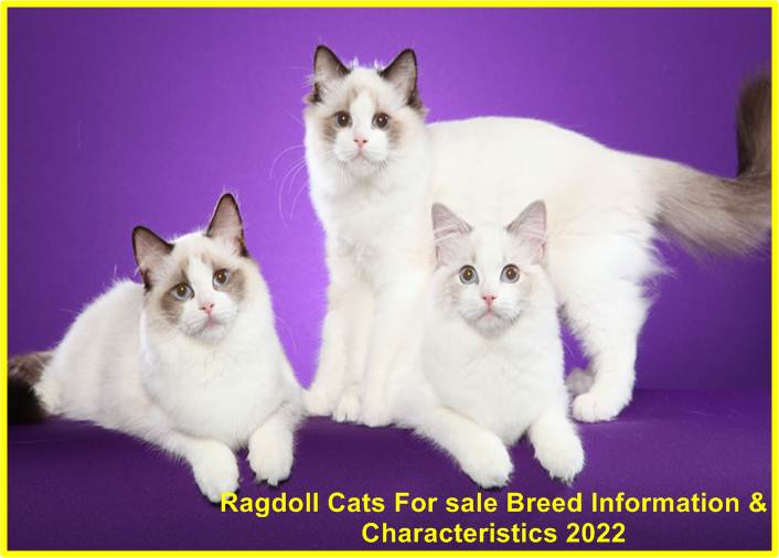 Ragdoll Cats For sale Breed Information & Characteristics 2022