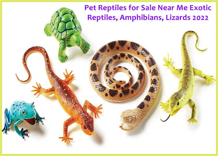 Reptiles for Sale Near Me