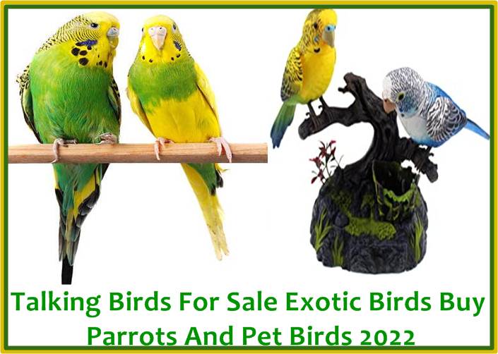 Talking Birds For Sale