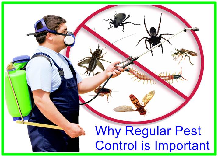 Why Regular Pest Control is Important