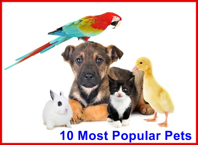 10 Most Popular Pets 