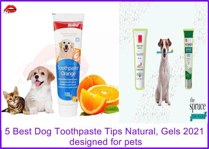 5 Best Dog Toothpaste Dental Care Tips Natural, Gels 2023