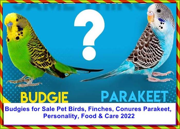 Budgies for Sale Pet Birds, Finches, Conures Parakeet, Personality, Food & Care 2023