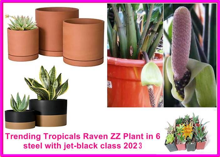 Trending Tropicals Raven ZZ Plant in 6 steel with jet-black class 2023
