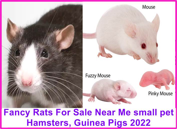 Fancy Rats For Sale Near Me small pet Hamsters, Guinea Pigs 2023