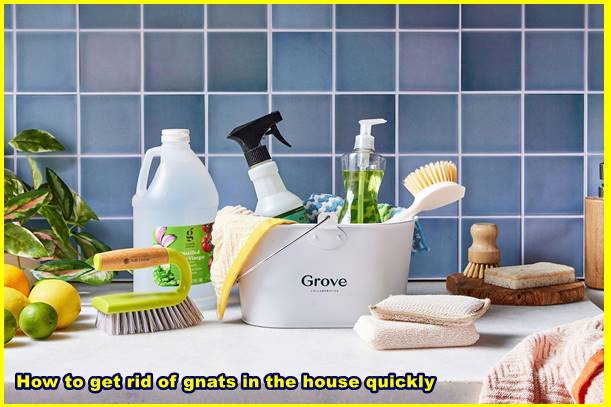 How to get rid of gnats in the house quickly