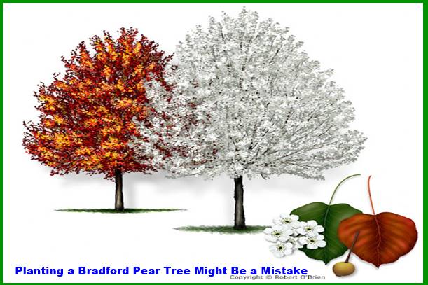 Planting a Bradford Pear Tree Might Be a Mistake