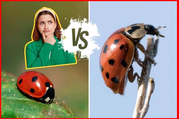 Ladybug vs. Asian Lady Beetle: How to Tell the Good Bug from the Bad Bug