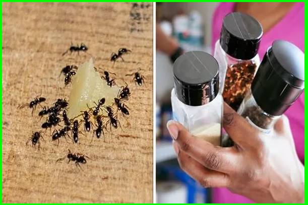 How to get rid of ants in the house quickly